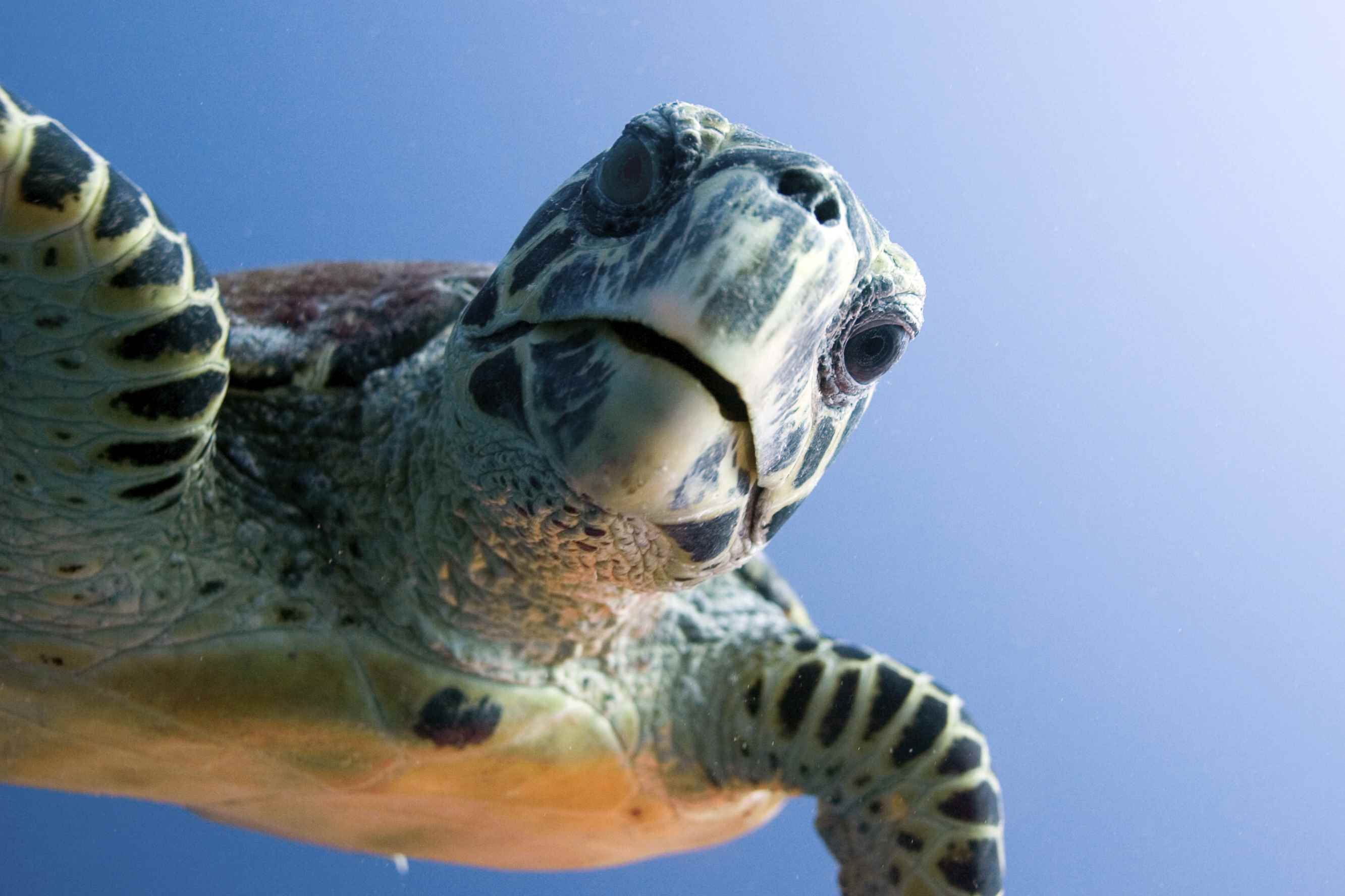 Sea turtle migration study