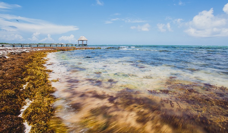 Météo France chooses CLS with its partners I-sea and NBE to provide sargassum detection services in the French Antilles
