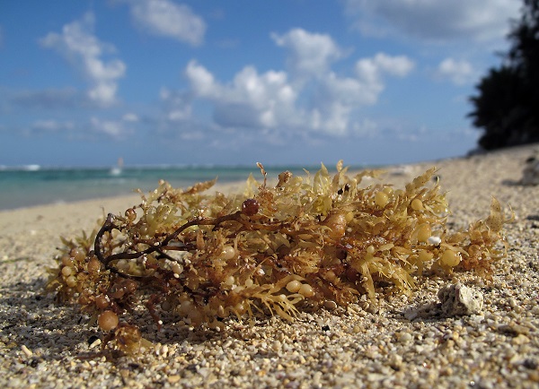sargassum algae